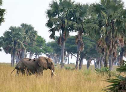 Murchison Falls